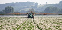 cottonspraying