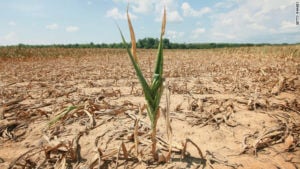 drought tolerant corn Credit truth about trade drought tolerant corn Credit truth about trade