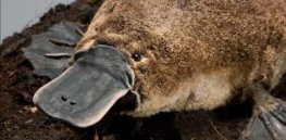 Have any of Earth's creatures stopped evolving?
