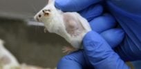 f cancermice a e