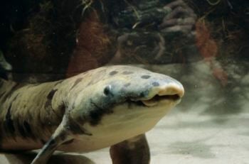 lungfish x lungfish x