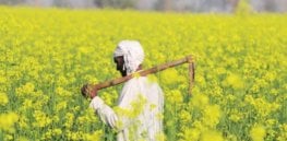 mustard k vE x @LiveMint