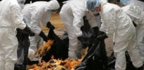 Bird flu