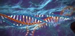 CRISPR vid