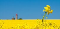 Australia approves GMO canola high in omega-3 fatty acids for human consumption and animal feed