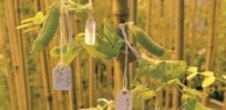Breeding work in peas c no credit x