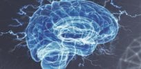 brain