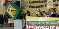 glyphosate crop
