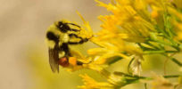 hunts bumblebee blogheader Tom Koerner USFWS fw x e