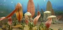 Ediacaran creatures