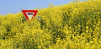 GMOcanola
