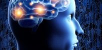 brain