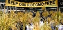 gpeacegoldenrice e