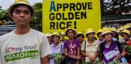 greenpeace activity