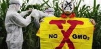 GMO x