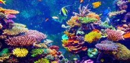SunscreenCoralHeader