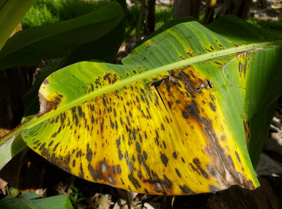Black leaf streak disease Black leaf streak disease