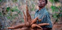 cassava
