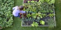 best homemade weed killers