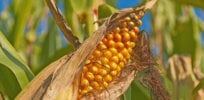 corn