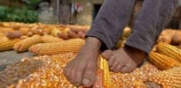 cornman