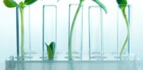 picture of plant in the test tube