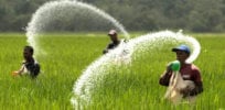 agriculture philippines