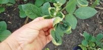 dicamba damage