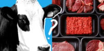lab meat