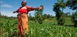 maize farmers dayjpg