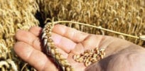 wheat seeds