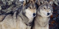 wolves