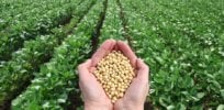 bigstock agricultural concept