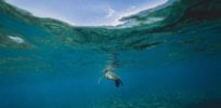 ocean heat waves are increasing e
