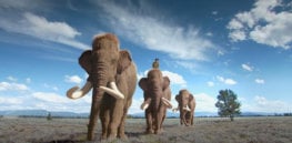 APA AndyonaColumbianMammoth