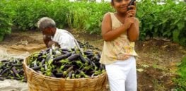 brinjal