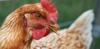 chicken