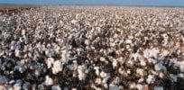cotton