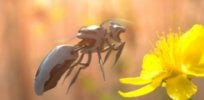 robobee