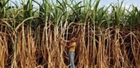 sugarcane