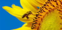 Sunflower Project