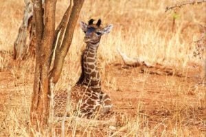 web x 11-1-2018 181521_web-300x200