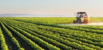 glyphosate