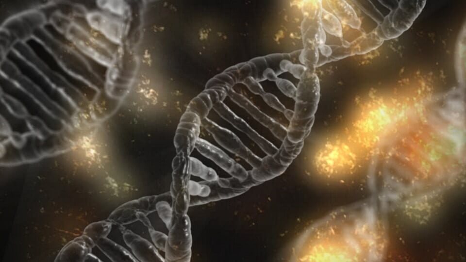dna dna