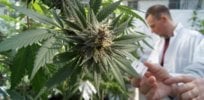 1-30-2019 med pot