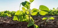 soybeans