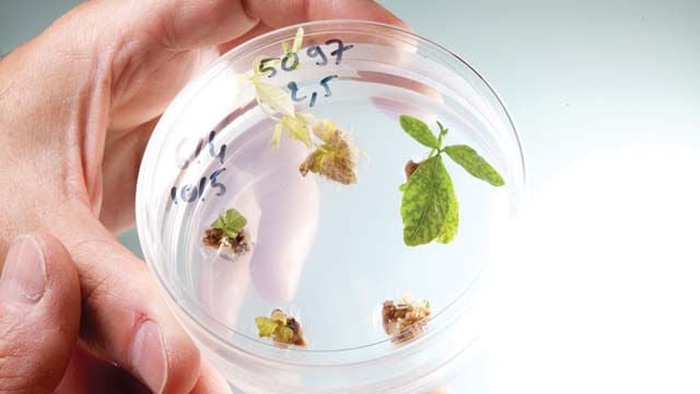 a bd fb ae b b f a efe petri dish a bd fb ae b b f a efe petri dish