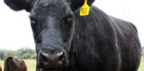 black angus cow