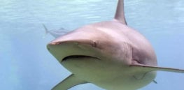 shark