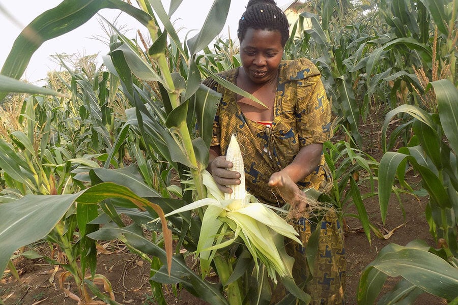 maize standard maize standard